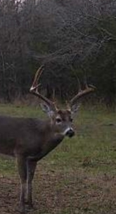 40 acres +/- For Sale Near Kiamichi River! Tract 3 - image 15