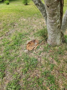 Camden Cnty, MO Country Home & Acreage, Bardominium 0n 34 Acres - image 5