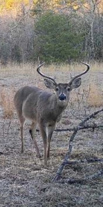 40 acres +/- For Sale Near Kiamichi River! Tract 5 - image 1