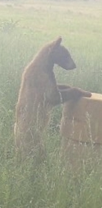 40 acres +/- For Sale Near Kiamichi River! Tract 5 - image 9