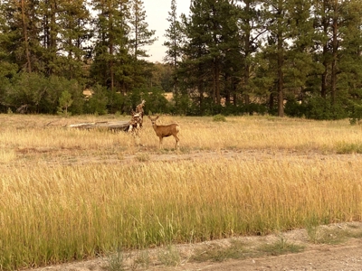 70 acres +/- For Sale Near Kiamichi River! - image 9