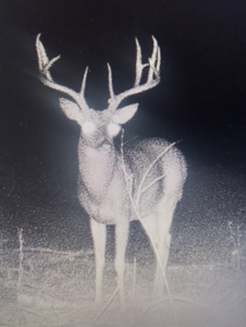 70 acres +/- For Sale Near Kiamichi River! - image 6