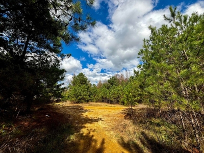 Residential Lots Near Hwy 45 Baldwyn MS - image 11