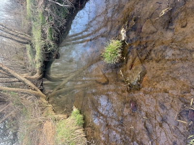 Land for Sale El Dorado Springs, Cedar County, MO - image 3