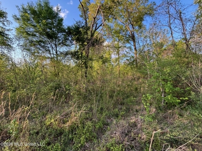 77 Acres in Edwards, MS Hinds County Big Black River Region - image 23