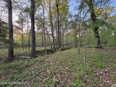 77 Acres in Edwards, MS Hinds County Big Black River Region - image 35