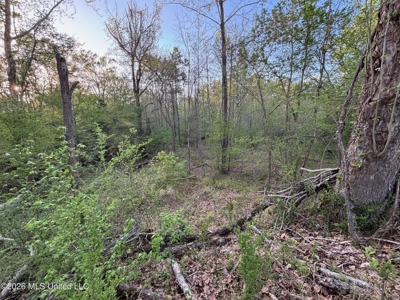 77 Acres in Edwards, MS Hinds County Big Black River Region - image 37