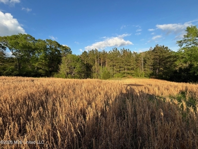 77 Acres in Edwards, MS Hinds County Big Black River Region - image 14