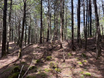 Downeast Lakefront Property - Cathance Twp, Maine - image 4