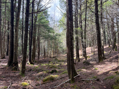 Downeast Lakefront Property - Cathance Twp, Maine - image 3