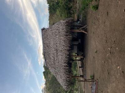 Mariato Beachfront & Forest Land for Sale | Playa Verde Panama - image 26