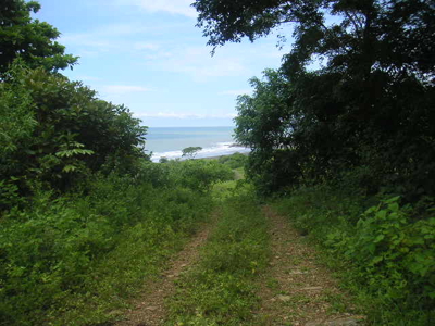 Mariato Beachfront & Forest Land for Sale | Playa Verde Panama - image 20