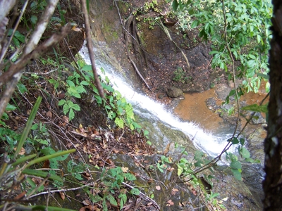 Mariato Beachfront & Forest Land for Sale | Playa Verde Panama - image 8