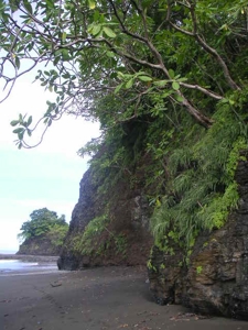 Mariato Beachfront & Forest Land for Sale | Playa Verde Panama - image 28