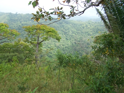 Mariato Beachfront & Forest Land for Sale | Playa Verde Panama - image 9