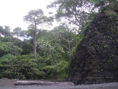 Mariato Beachfront & Forest Land for Sale | Playa Verde Panama - image 19