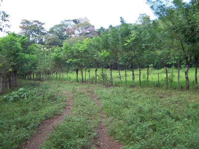 Mariato Beachfront & Forest Land for Sale | Playa Verde Panama - image 4
