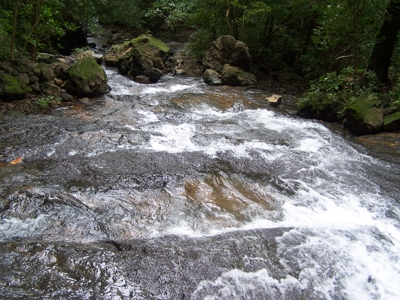 Mariato Beachfront & Forest Land for Sale | Playa Verde Panama - image 16