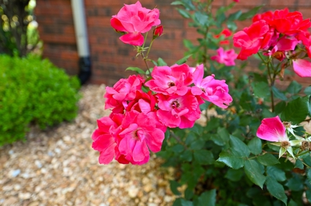 Home for Sale Lamar, Missouri, Barton County - image 46