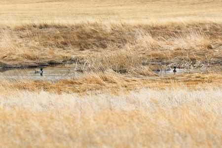 Malcolm Creek Farm | Sheridan County, Montana - image 5