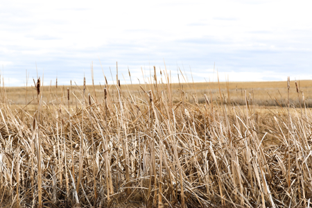 Malcolm Creek Farm | Sheridan County, Montana - image 24
