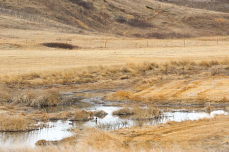 Malcolm Creek Farm | Sheridan County, Montana - image 37