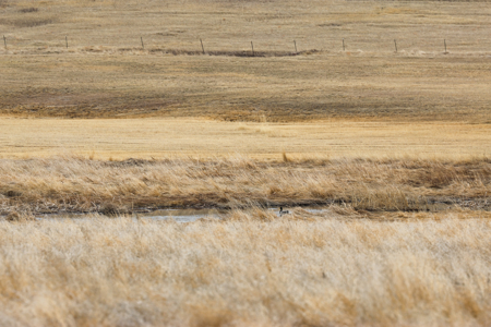 Malcolm Creek Farm | Sheridan County, Montana - image 17