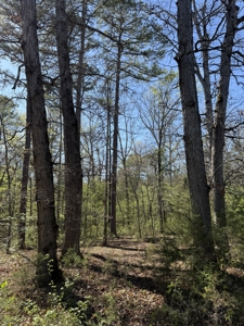 Hunting And Recreational Land For Sale In North Central Arkansas - image 3