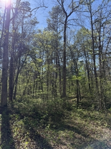 Hunting And Recreational Land For Sale In North Central Arkansas - image 6