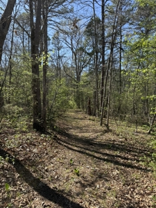 Hunting And Recreational Land For Sale In North Central Arkansas - image 5