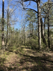 Hunting And Recreational Land For Sale In North Central Arkansas - image 8