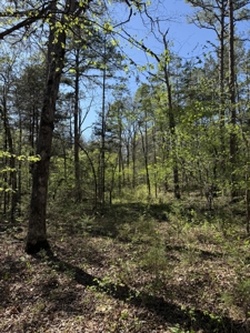 Hunting And Recreational Land For Sale In North Central Arkansas - image 7