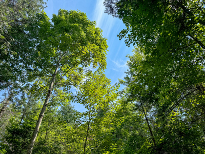 Expansive 325± Acre Land Parcel - Plymouth, ME - image 27