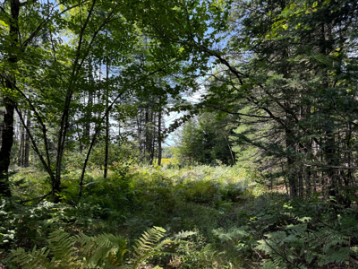 Expansive 325± Acre Land Parcel - Plymouth, ME - image 21