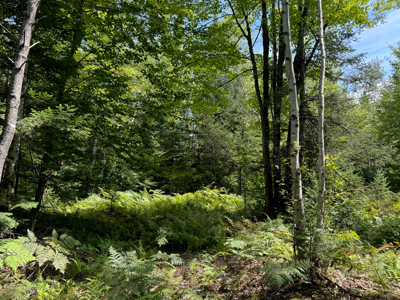 Expansive 325± Acre Land Parcel - Plymouth, ME - image 23