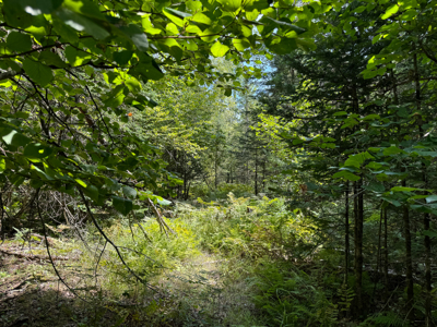 Expansive 325± Acre Land Parcel - Plymouth, ME - image 22