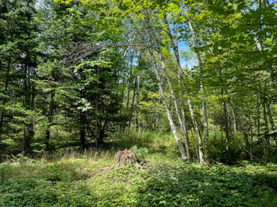 Expansive 325± Acre Land Parcel - Plymouth, ME - image 10