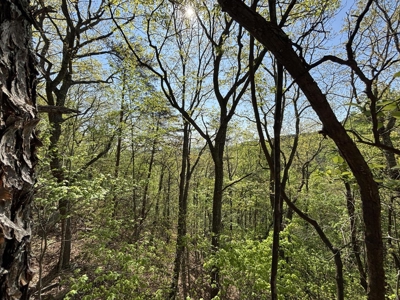 Premier Hunting Retreat For Sale in Sale Creek, Tennessee! - image 3