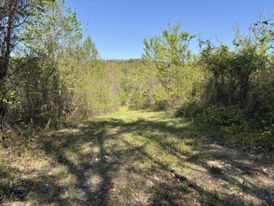 Premier Hunting Retreat For Sale in Sale Creek, Tennessee! - image 2