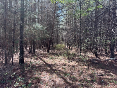 Secluded 7.5± Acres For Sale Near Savage Gulf State Park - image 4