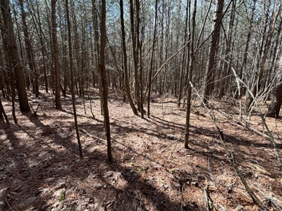Secluded 7.5± Acres For Sale Near Savage Gulf State Park - image 11