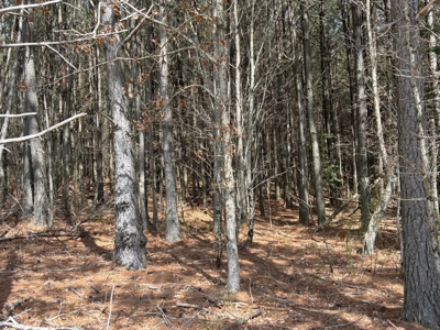 Secluded 7.5± Acres For Sale Near Savage Gulf State Park - image 10