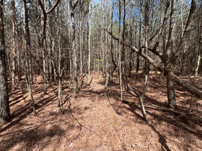 Secluded 7.5± Acres For Sale Near Savage Gulf State Park - image 8