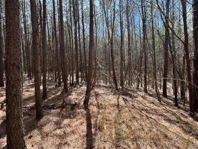 Secluded 7.5± Acres For Sale Near Savage Gulf State Park - image 12