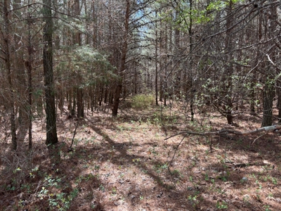 Secluded 7.5± Acres For Sale Near Savage Gulf State Park - image 13