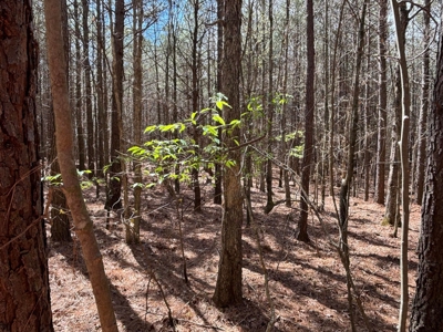 Secluded 7.5± Acres For Sale Near Savage Gulf State Park - image 3