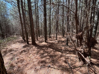 Secluded 7.5± Acres For Sale Near Savage Gulf State Park - image 5