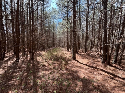 Secluded 7.5± Acres For Sale Near Savage Gulf State Park - image 2