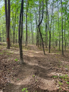 Build-Ready Kerr Lake Lot with Dock Access Nearby - image 18