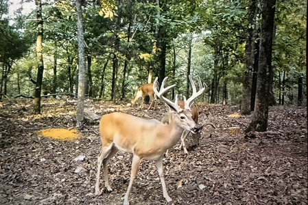 20 Acres Prime Hunting Land SE OK Potato Hills W/ Spring Water - image 5